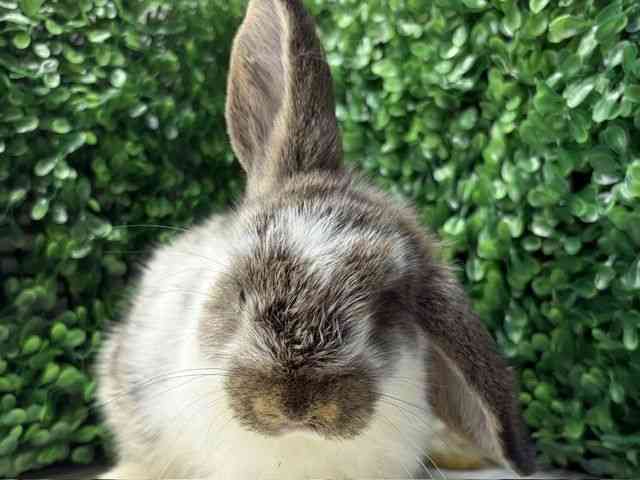 
                    ロップイヤー
