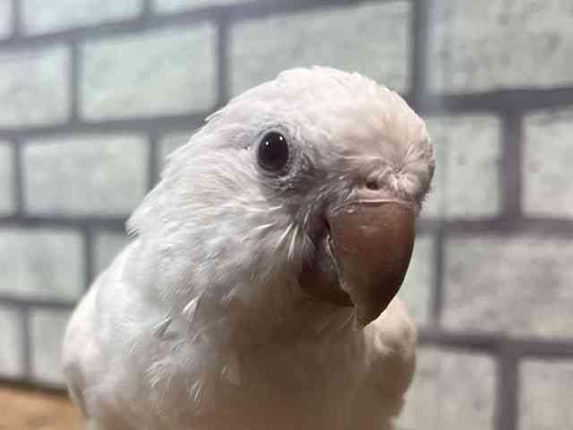 
                    オキナインコ