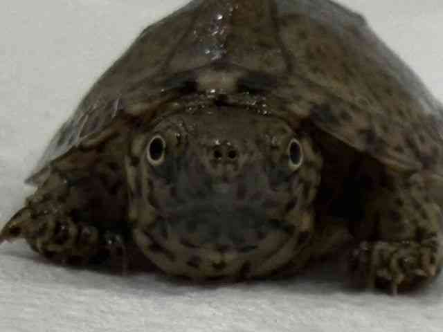 カブトニオイガメ