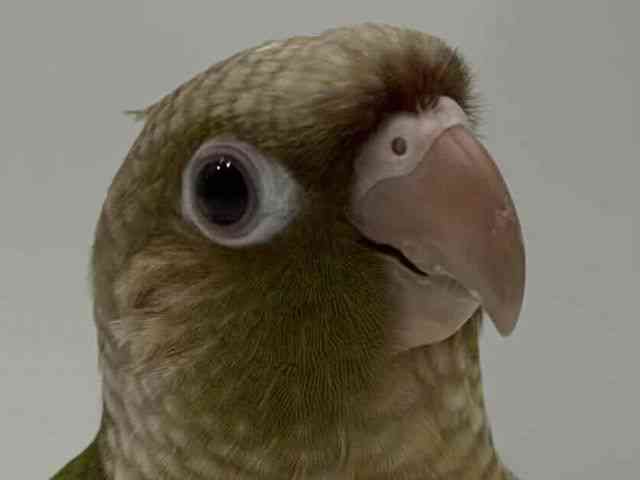 
                    ホオミドリアカオウロコインコ