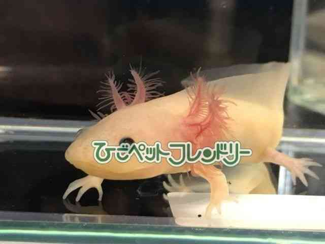 リューシスティック