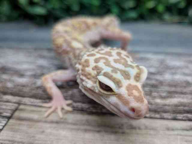 ヒョウモントカゲモドキ