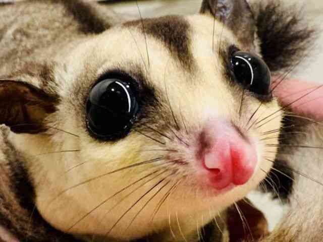 
                    フクロモモンガ