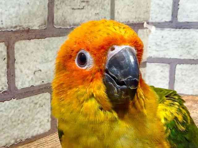 
                    コガネメキシコインコ