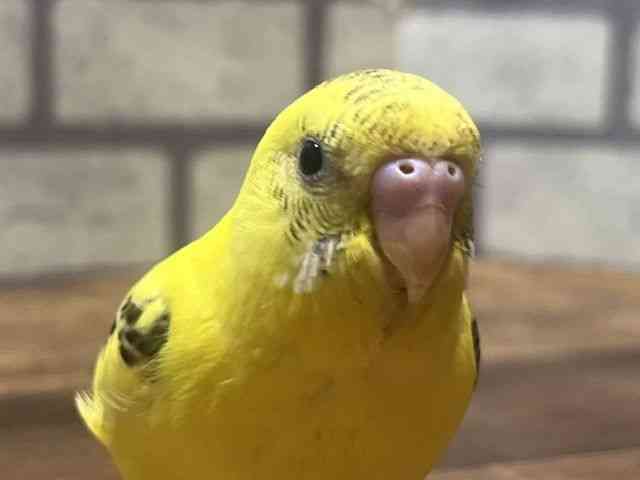 
                    セキセイインコ