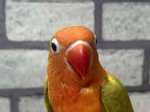 
                    ボタンインコ