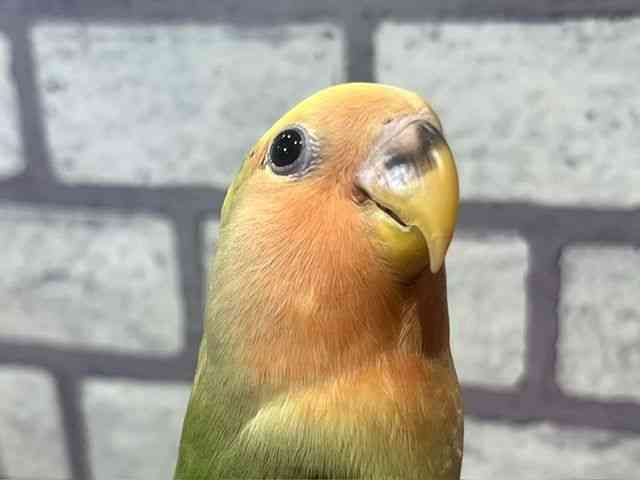 
                    コザクラインコ