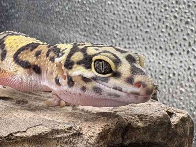 ヒョウモントカゲモドキ