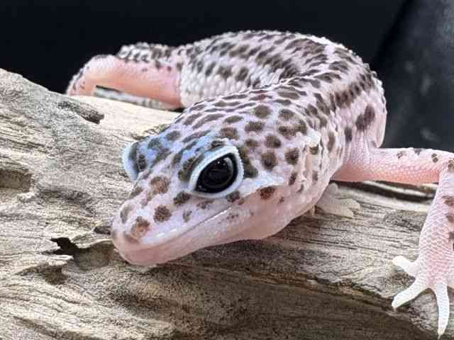 ヒョウモントカゲモドキ