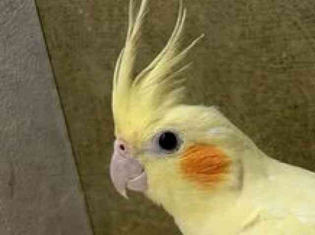 
                    オカメインコ