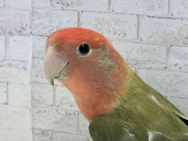 
                    コザクラインコ