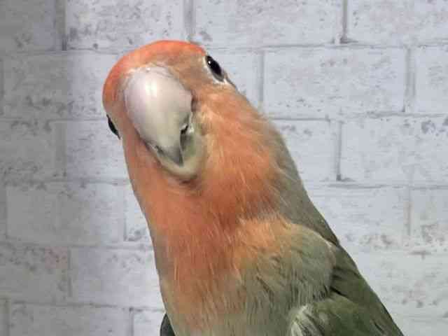 
                    コザクラインコ