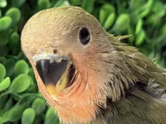 
                    コザクラインコ