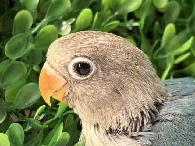 
                    ボタンインコ
