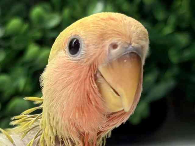 
                    コザクラインコ