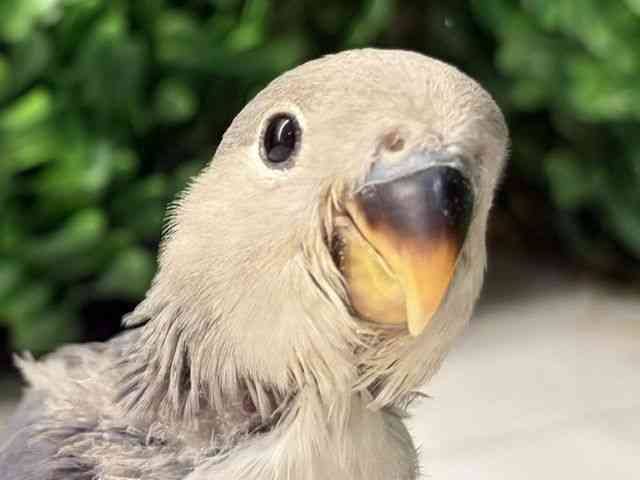 
                    コザクラインコ