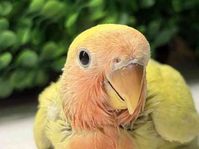 
                    コザクラインコ