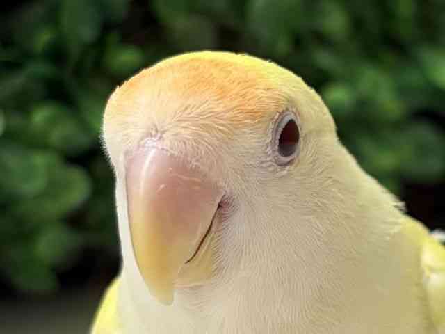 
                    コザクラインコ
