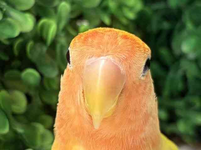 
                    コザクラインコ