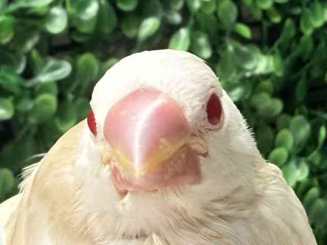 
                    ブンチョウ