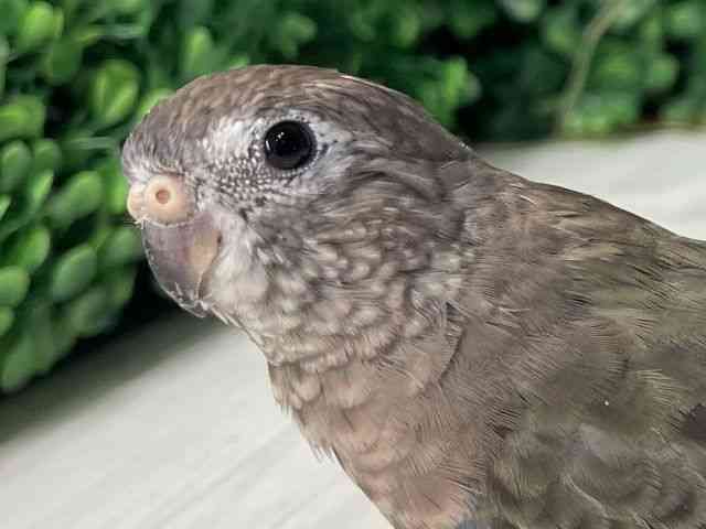 
                    アキクサインコ
