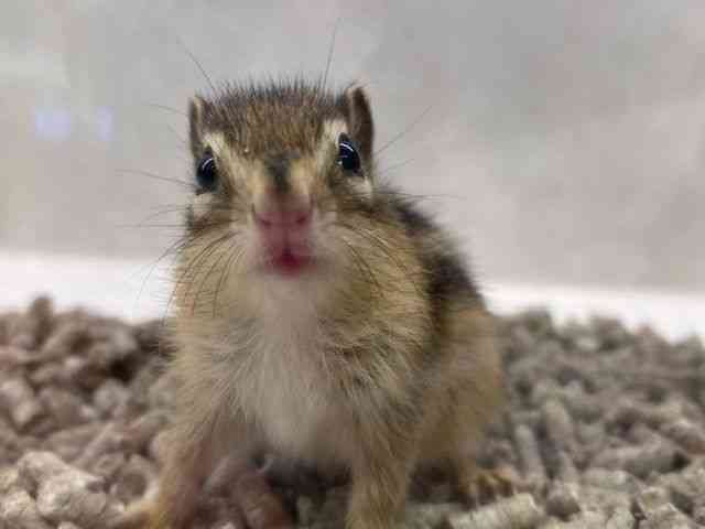
                    シマリス
