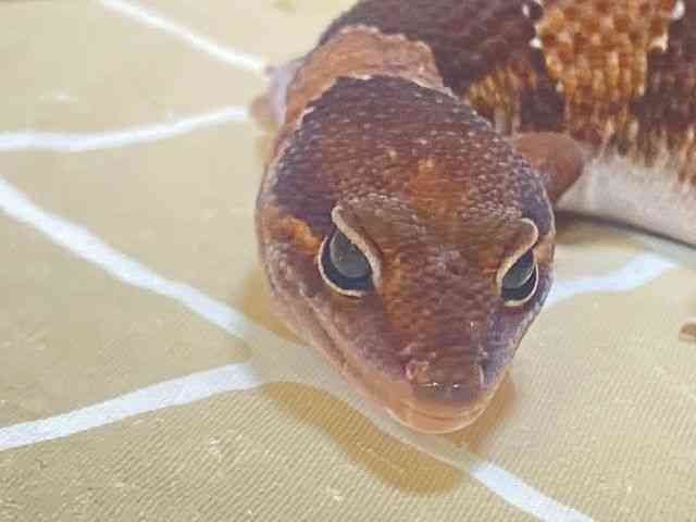 ニシアフリカトカゲモドキ