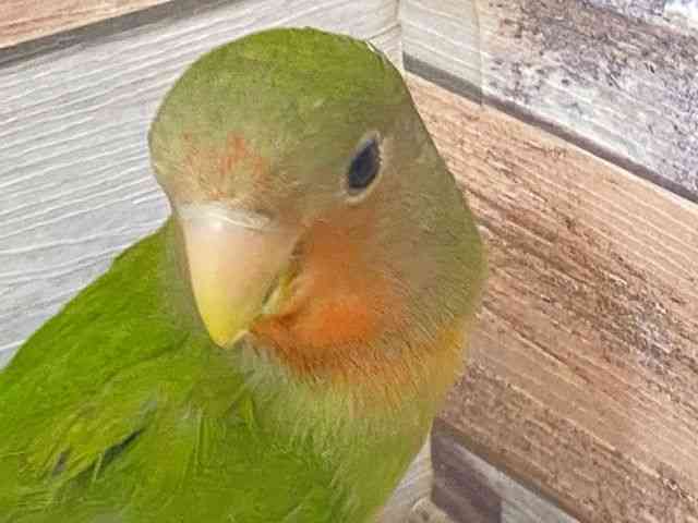 
                    コザクラインコ