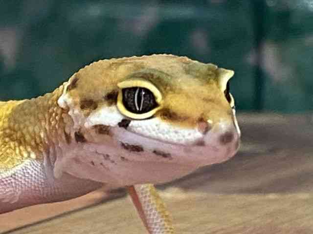 ヒョウモントカゲモドキ