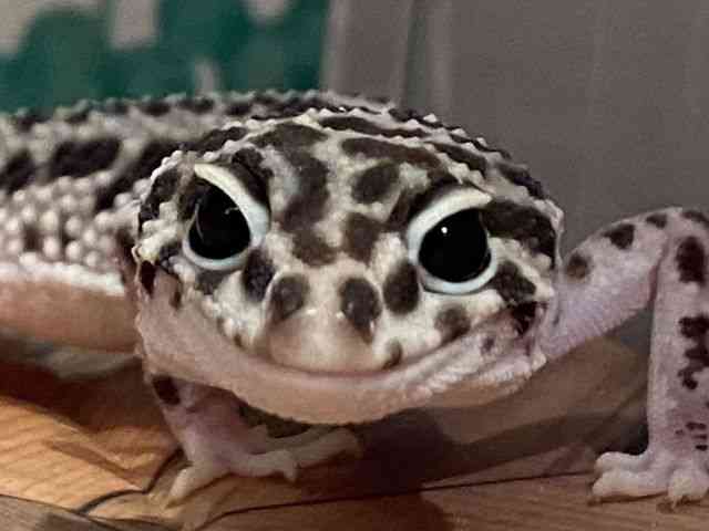 ヒョウモントカゲモドキ