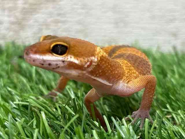 ヒョウモントカゲモドキ