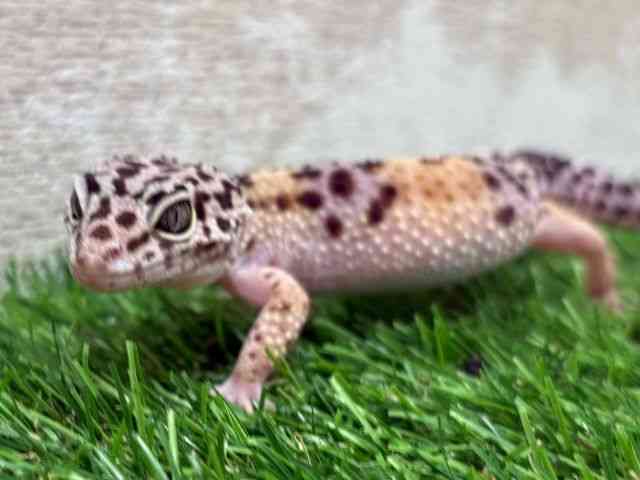 ヒョウモントカゲモドキ