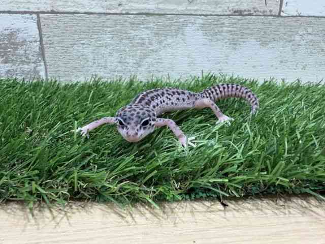 ヒョウモントカゲモドキ