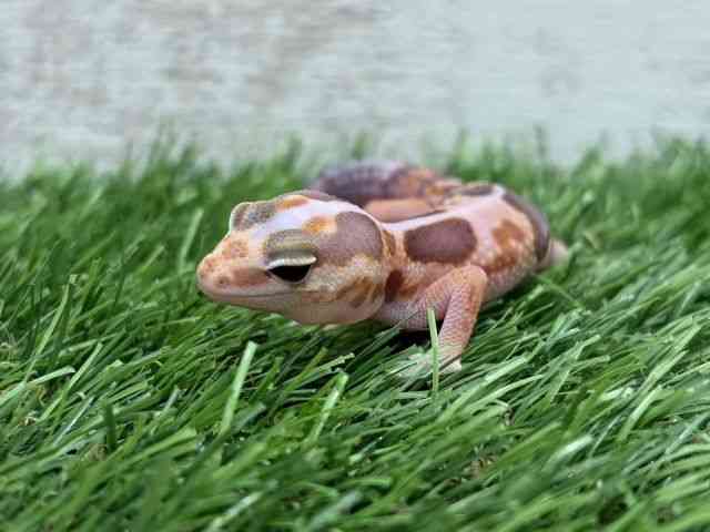 ニシアフリカトカゲモドキ
