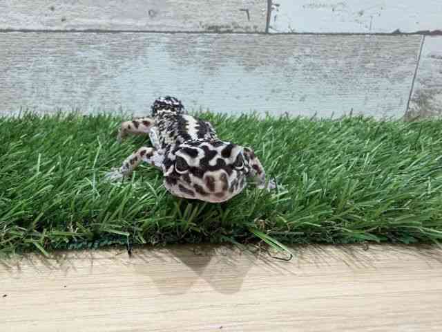 ヒョウモントカゲモドキ
