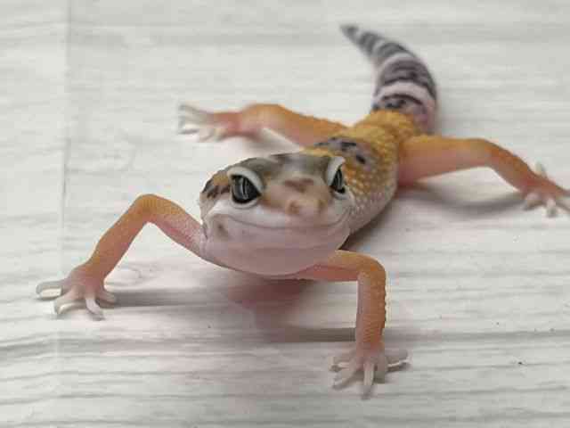 ヒョウモントカゲモドキ