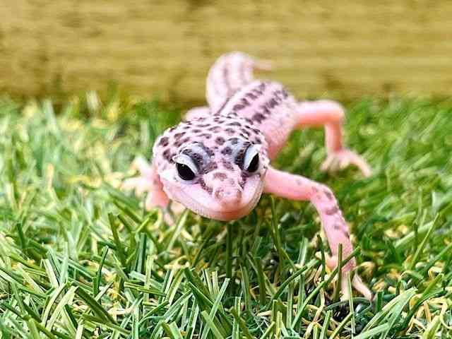 ヒョウモントカゲモドキ