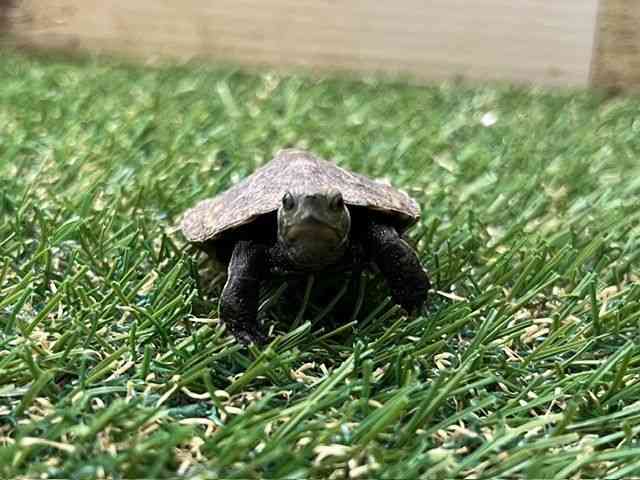 ニホンイシガメ