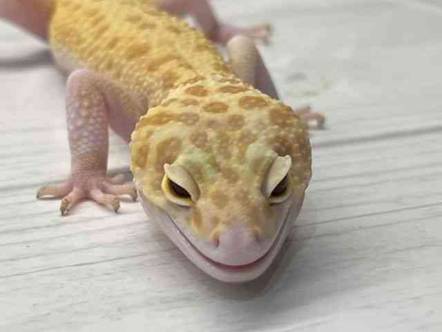 ヒョウモントカゲモドキ