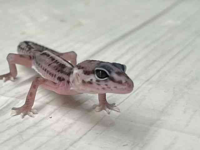 ヒョウモントカゲモドキ