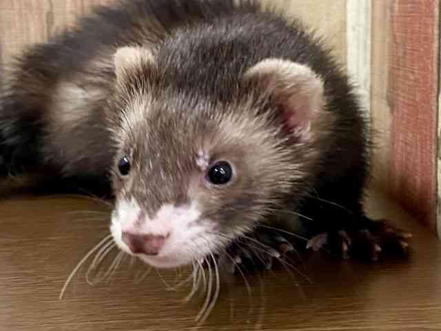 
                    マーシャル