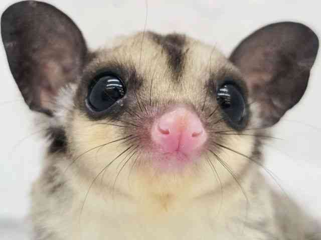 
                    フクロモモンガ