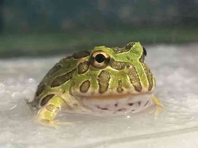 ベルツノガエル