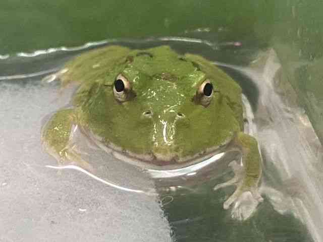 クランウェルツノガエル