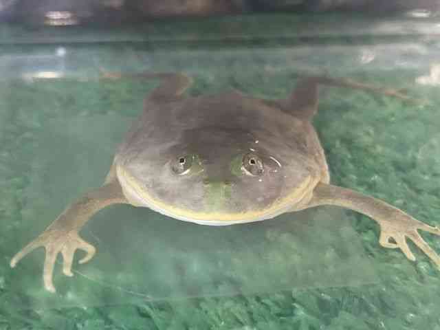 バジェットガエル