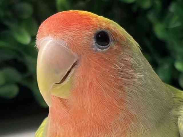 
                    コザクラインコ