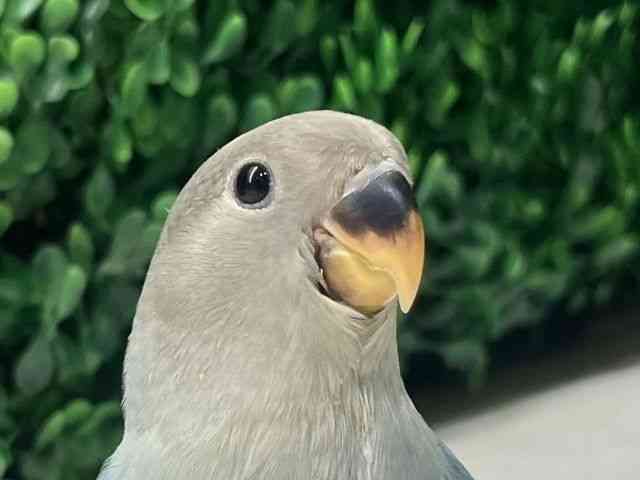 
                    コザクラインコ