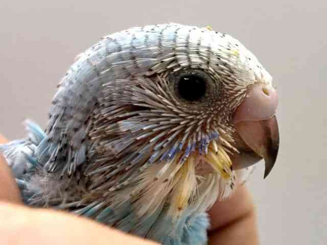 
                    セキセイインコ