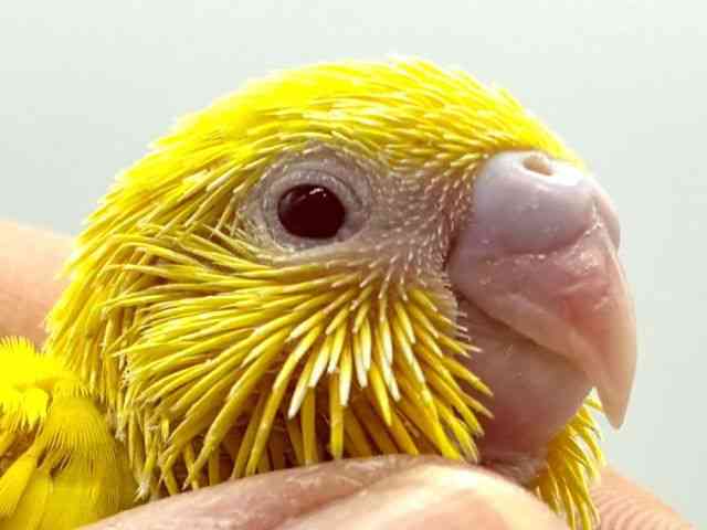 
                    セキセイインコ