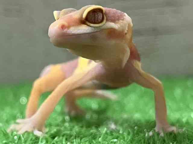 ヒョウモントカゲモドキ